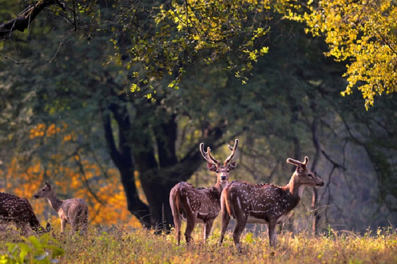 A Herd of Deers
