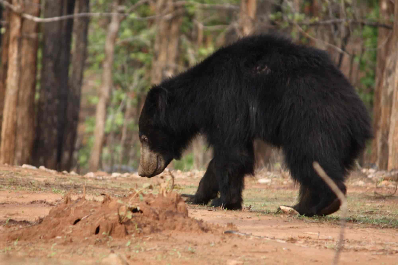 Indian Sloth Bear