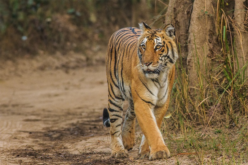 Indian Young Tiger in Jungle