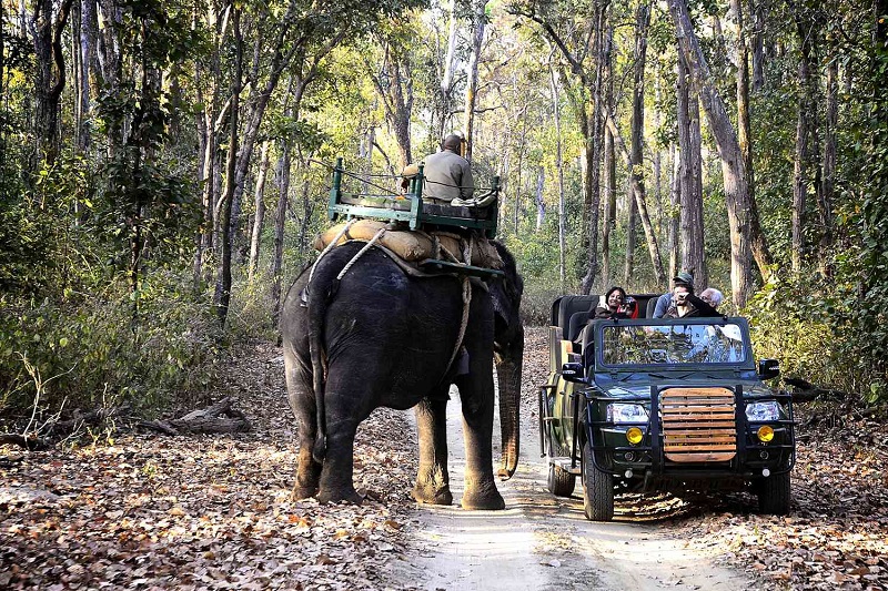 Jeep & Elephant Safari in One Picture
