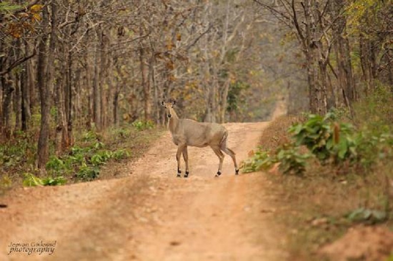Indian Nilgai crossing Forest Path