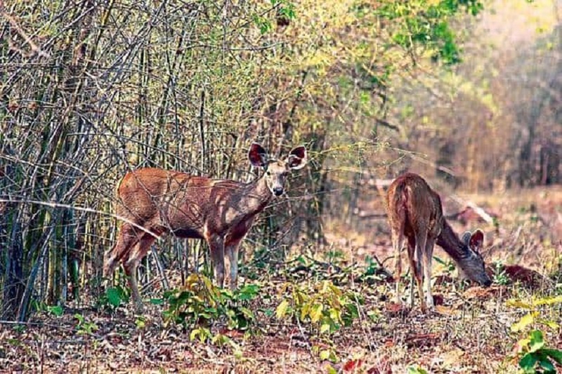Deers