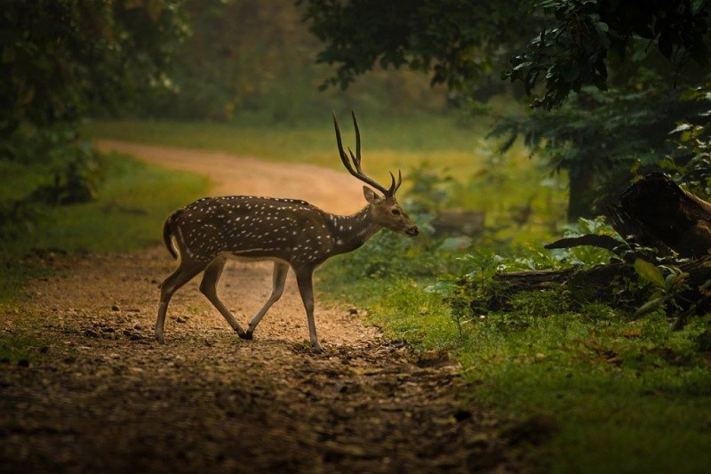 Antelope in Jungle