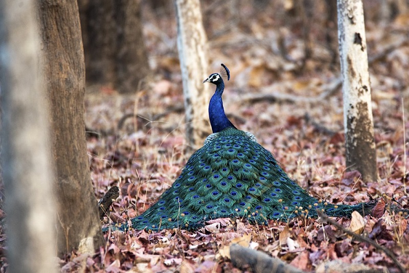 Peacock Spreading its Feathers