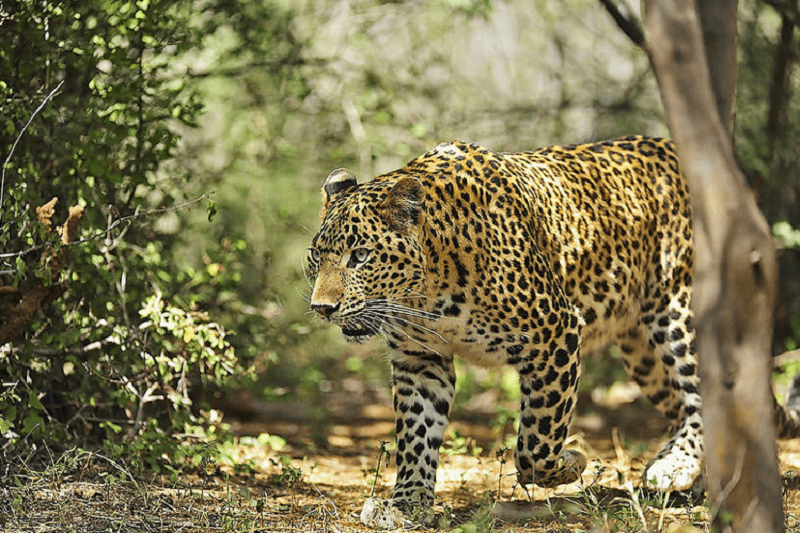 Leopard in Forest