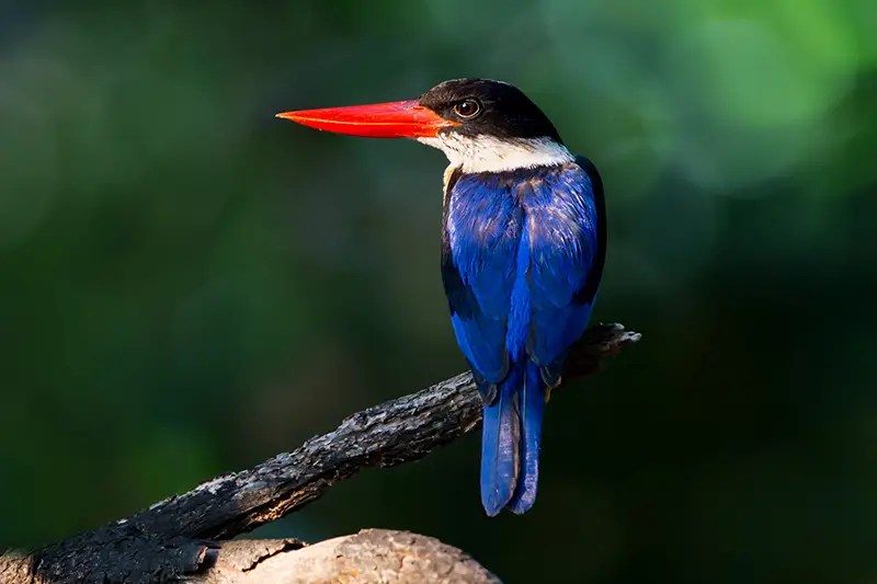 Kingfisher Bird