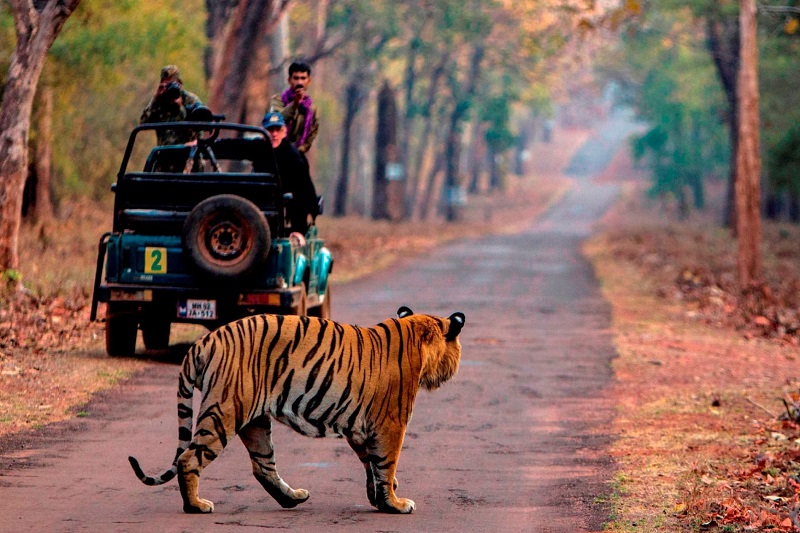 Indian Wildlife Jeep Safari Tiger Sighting