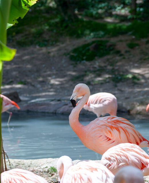 Flamingos in India- Make My Jungle Safari