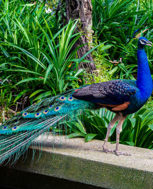 Indian National Bird- Peacock