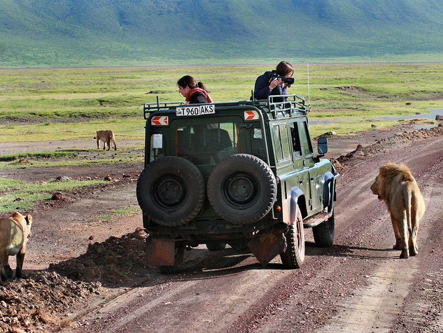 Jungle Safari