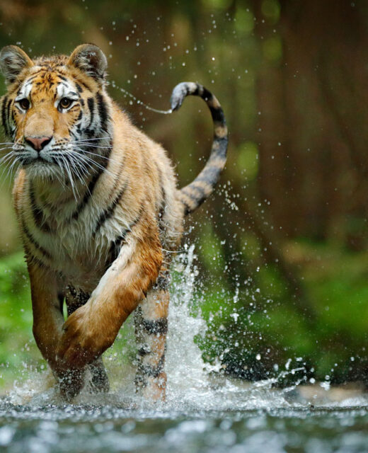 Indian Tiger Running