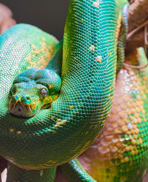 Green Tree Python