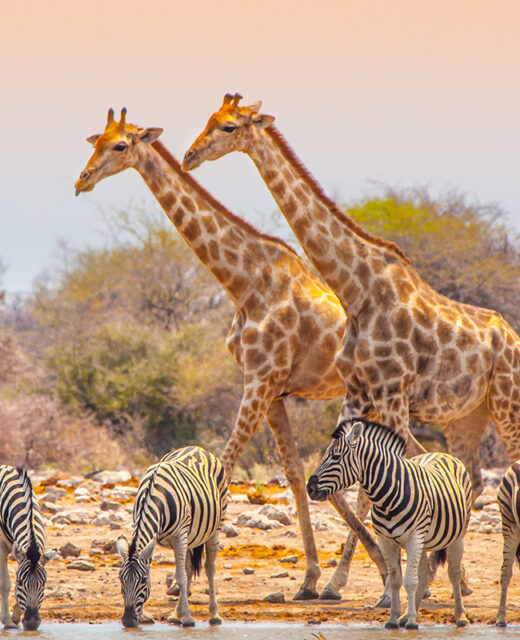 Giraffes & Zebras