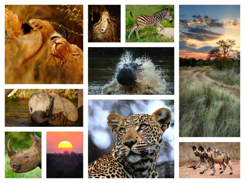Flora and Fauna in India- Make My Jungle Safari